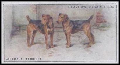 39 Airedale Terriers